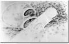 Drawing Six by Susana Sori. Large mural size, graphite on Arches hot-pressed paper, 8.5 feet by 5 feet. Fine Art by Sor�